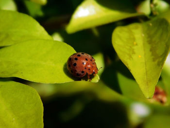 Close-up of ladybug on plant