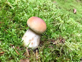 Close-up of mushroom growing on field