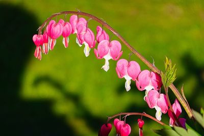 Close-up of pink flowers