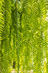 Close-up of palm tree