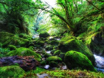 Trees growing in forest