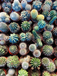 Full frame shot of succulent plants