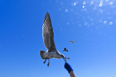 Low angle view of bird flying against clear blue sky