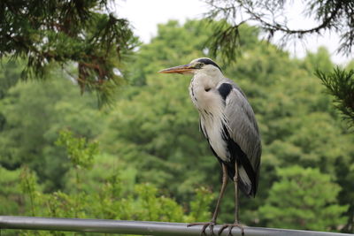 Gray heron perching on railing against trees