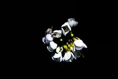 Close-up of flowers over black background