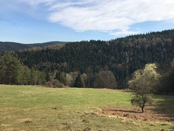 Trees on field against sky