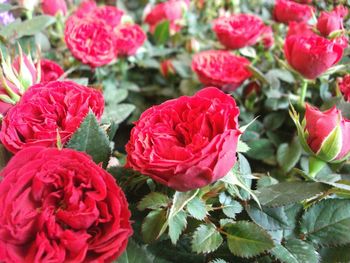 Close-up of flowers blooming outdoors