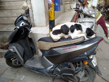 High angle view of dog sleeping on street