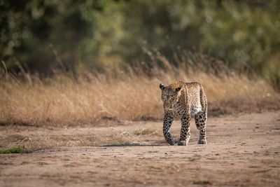 Leopard walking on savannah past long grass