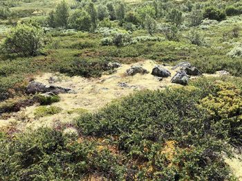 Plants growing on land