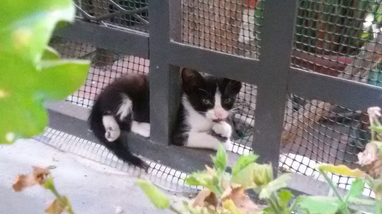 domestic cat, pets, animal themes, cat, domestic animals, mammal, one animal, feline, whisker, portrait, looking at camera, plant, sitting, leaf, building exterior, relaxation, kitten, potted plant, day, outdoors