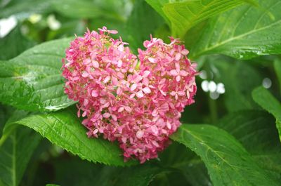 Close-up of heart shape pink flowers