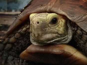 Close-up of human eye