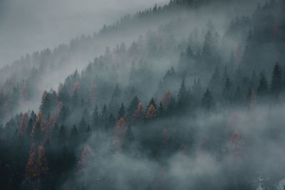 Panoramic view of forest against sky