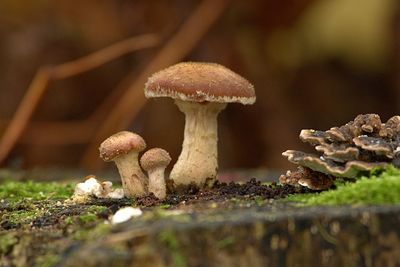 Close-up surface level of mushrooms on ground