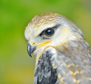 Close-up portrait of owl