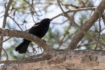 Low angle view of bird perching on branch