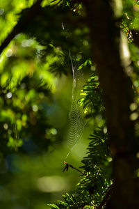 Close-up of insect on tree
