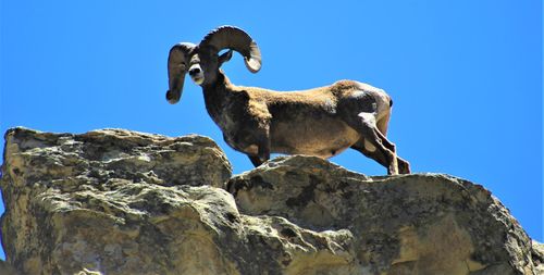 Low angle view of animal on rock against blue sky