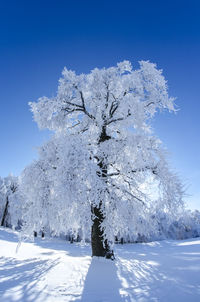 Snow covered plants against blue sky