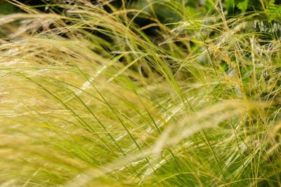 Close-up of crops on field