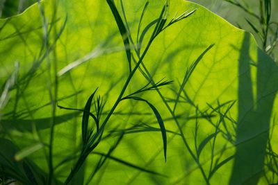 Close-up of fresh green plant