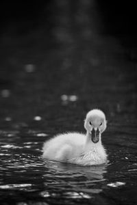 Swan swimming in lake