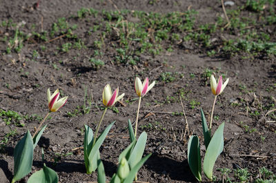 Close-up of crocus flowers on field