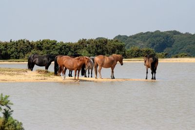 Horses on landscape against clear sky