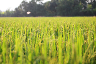 Scenic view of wheat field