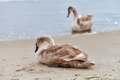 Young brown colored white swan sitting on sand by blue waters of sea. swan chick, brown feathers