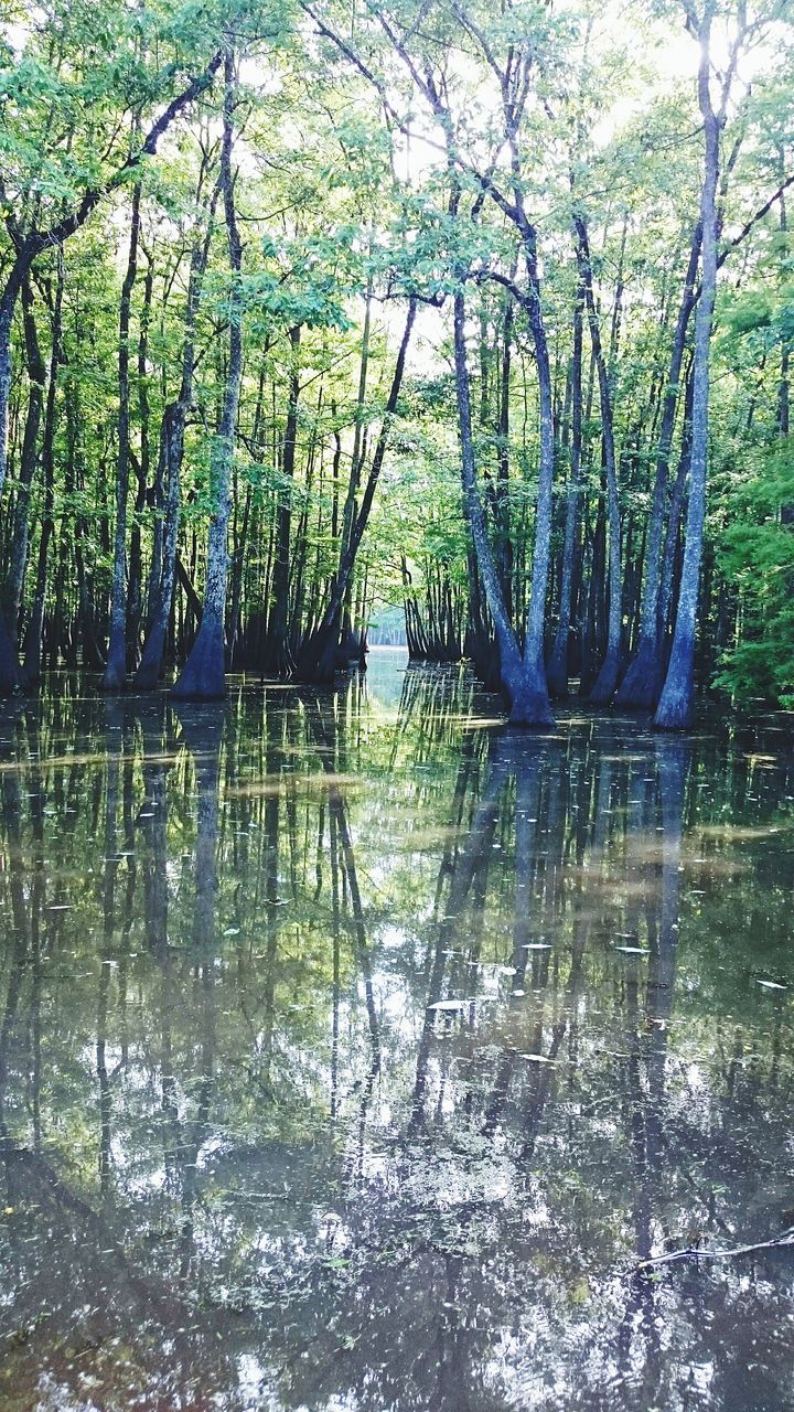 water, tree, reflection, tranquility, lake, tranquil scene, waterfront, nature, growth, beauty in nature, branch, forest, scenics, tree trunk, green color, pond, idyllic, day, outdoors, river