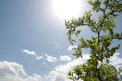 Low angle view of trees against sky