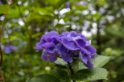 Close-up of purple flowering plant