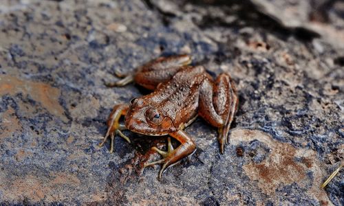 High angle view of insect on rock