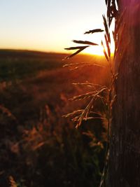 Close-up of plant growing on field against sky at sunset