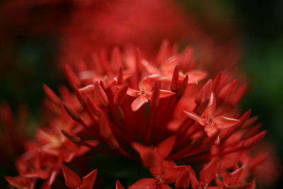 Full frame shot of red flowers