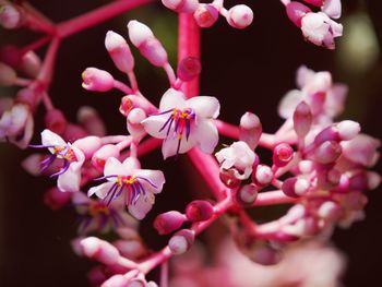 Close-up of pink flowers blooming outdoors