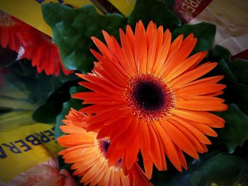 Close-up of orange gerbera daisy