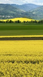 Scenic view of agricultural field