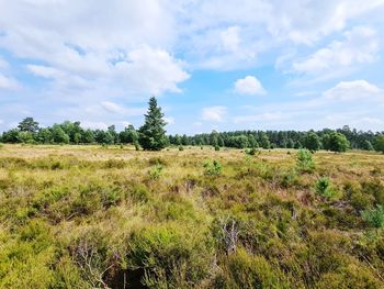 Scenic view of trees on field against sky