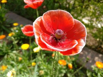 Close-up of red flower blooming outdoors