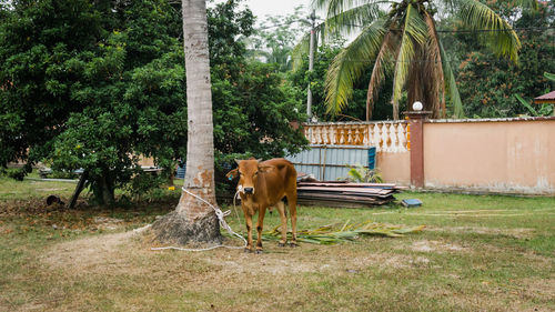 Horse in a field