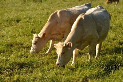 Cows in a field