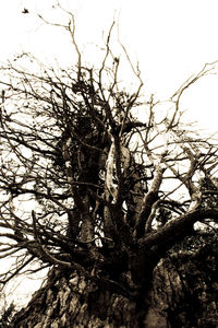 Low angle view of bare trees against sky