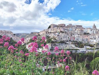 Pink flowering plants by buildings against sky