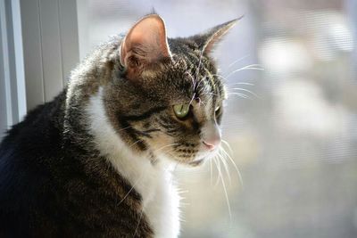 Close-up of cat looking away