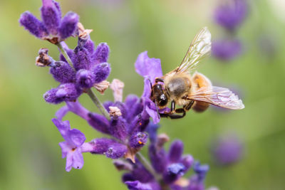 Bee pollinating on flower