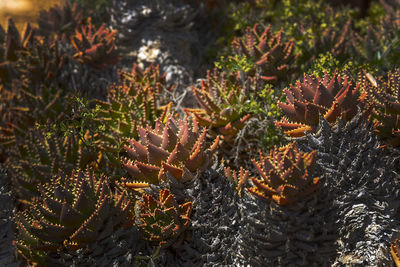 High angle view of succulent plant growing on field