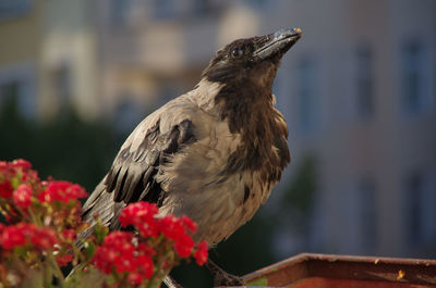 Close-up of bird perching on vase